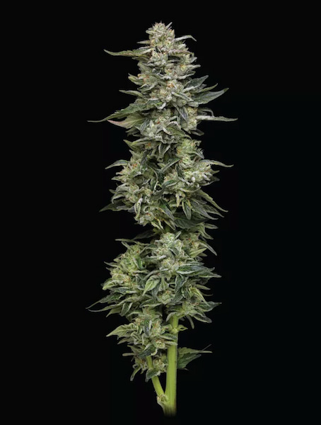 Nutter Budder  > Humboldt Seed Company | Graines Féminisées  |  Hybride